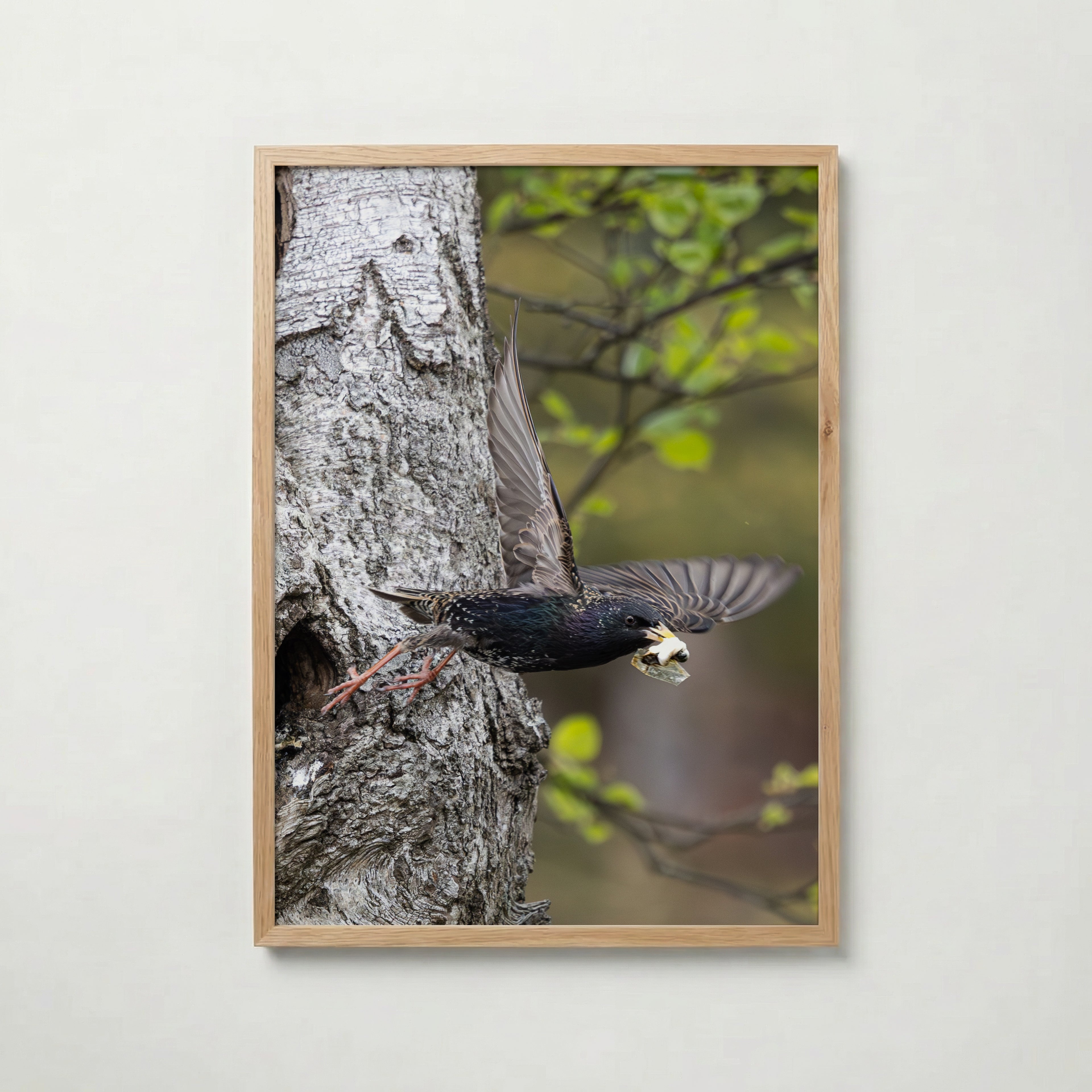 Dipers Starling Poster av Jessica Erlandsson i rumsmiljö
