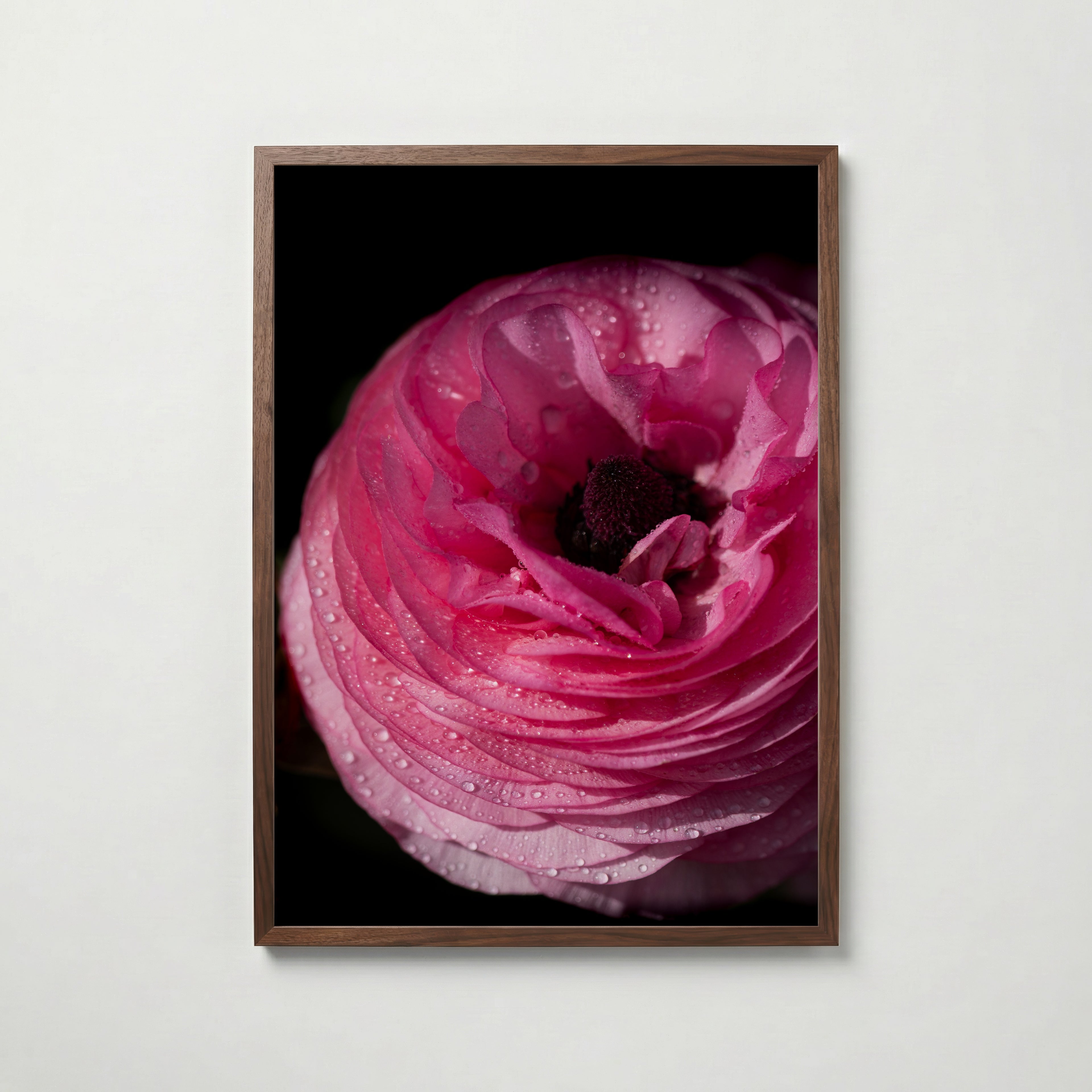 Dreamy Ranunculus Poster i vardagsrumsmiljö