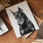 Noir Doberman poster visad rakt fram – Bozetto affisch i hög tryckkvalitet i hög tryckkvalitet
