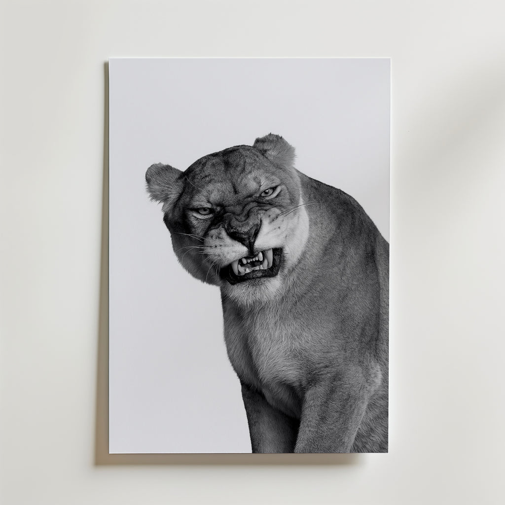 Snarling Lioness Poster – canvas utan passepartout