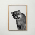 Snarling Lioness Poster – ekram