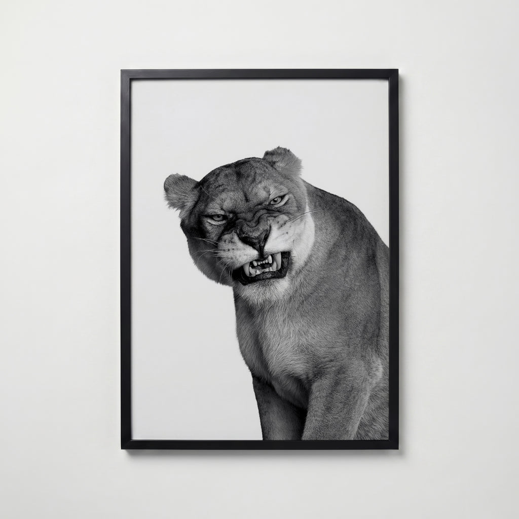 Snarling Lioness Poster – svart ram