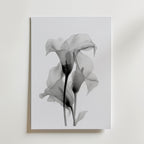 Translucent Calla Poster – canvas utan passepartout