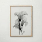 Translucent Calla Poster – ekram