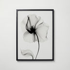Veiled Poppy Bloom Poster – svart ram