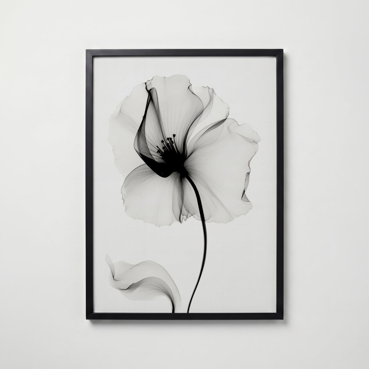 Veiled Poppy Bloom Poster – svart ram